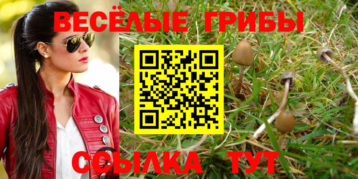 Псилоцибиновые грибы Psilocybe Богородицк